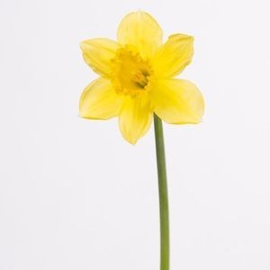 NARCISSE CARLTON 45